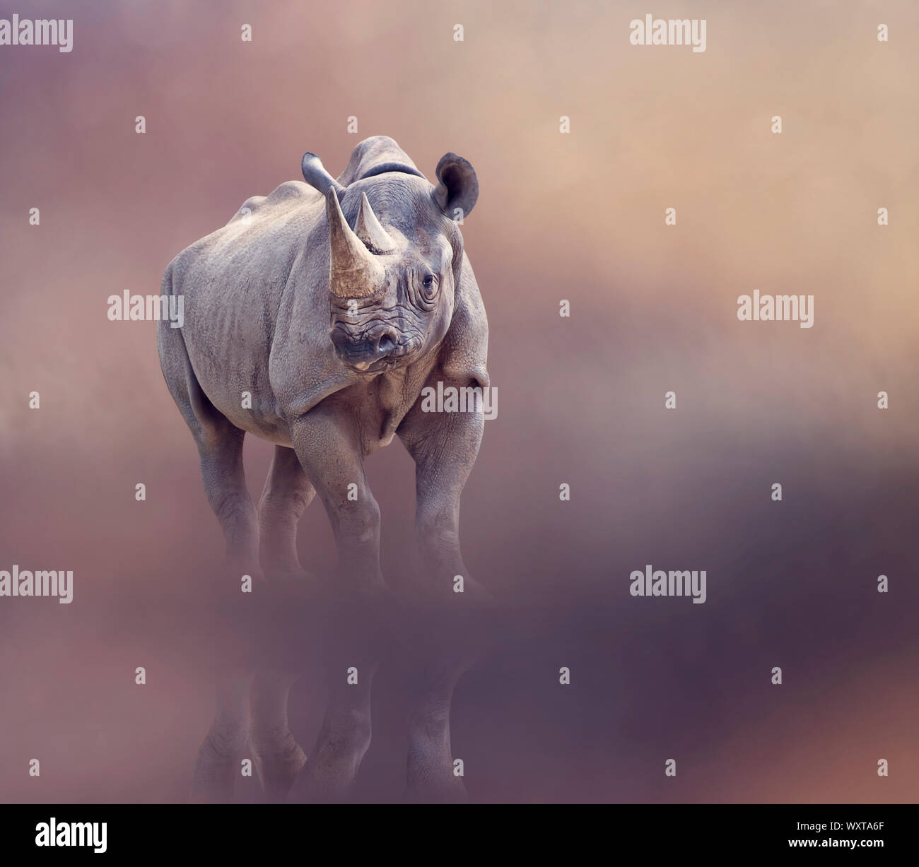 black rhinoceros potrait with reflection Stock Photo
