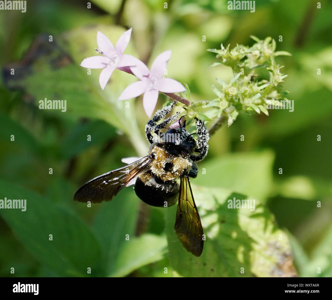 BEE COVERED IN POLLEN Stock Photo - Alamy
