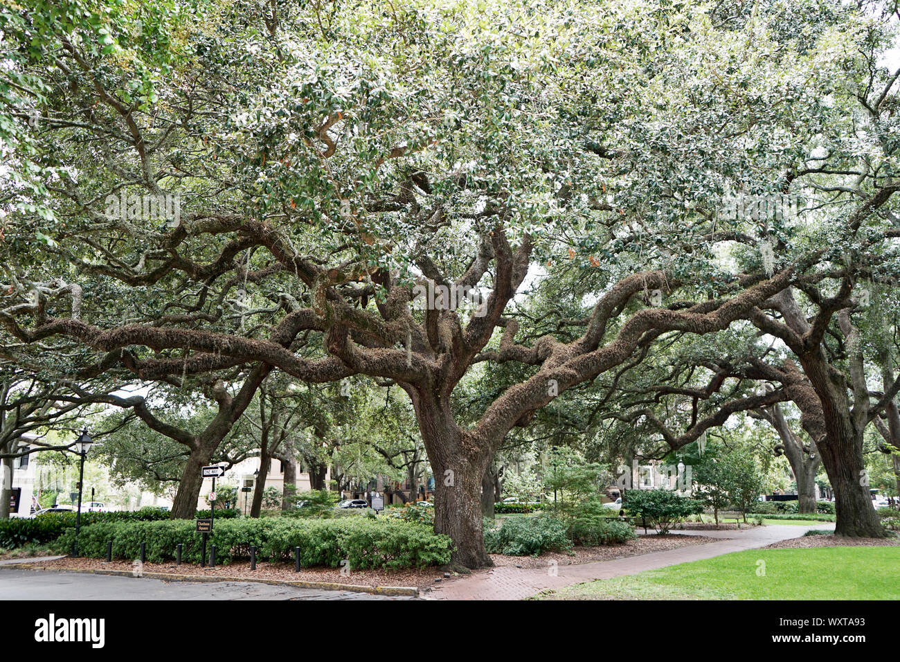 TREES IN CHATHAM SQUARE, SAVANNAH Stock Photo Alamy