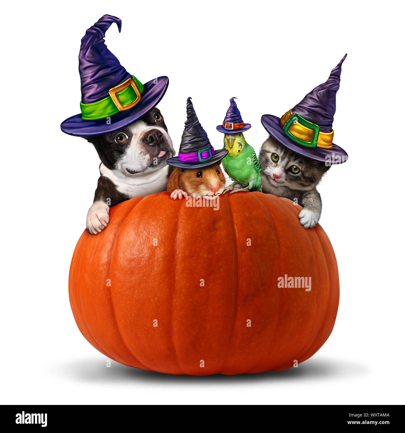 Pet halloween symbol as a group of pets as a dog cat bird and hamster dressed in holiday costumes sitting on a pumpkin with 3D illustration elements. Stock Photo