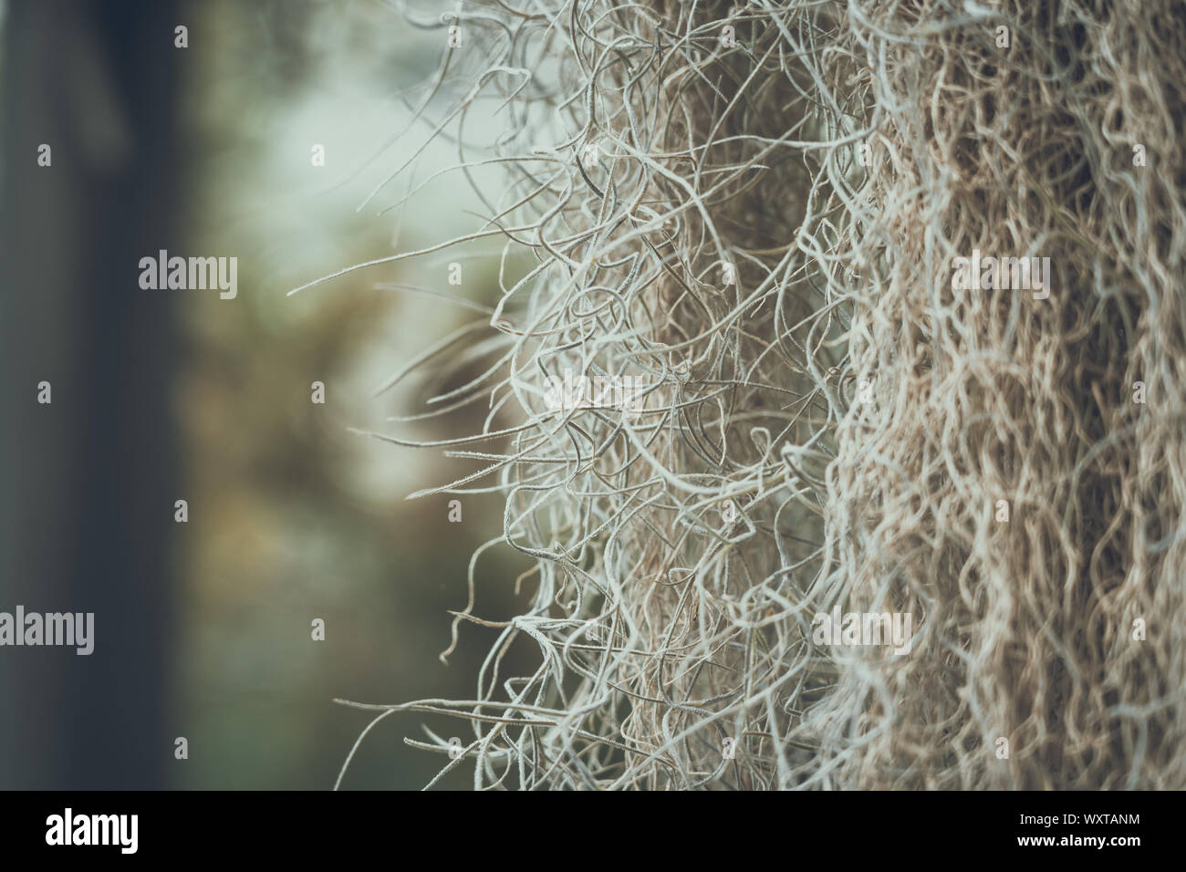 Close up beautiful spanish moss hi-res stock photography and images - Alamy