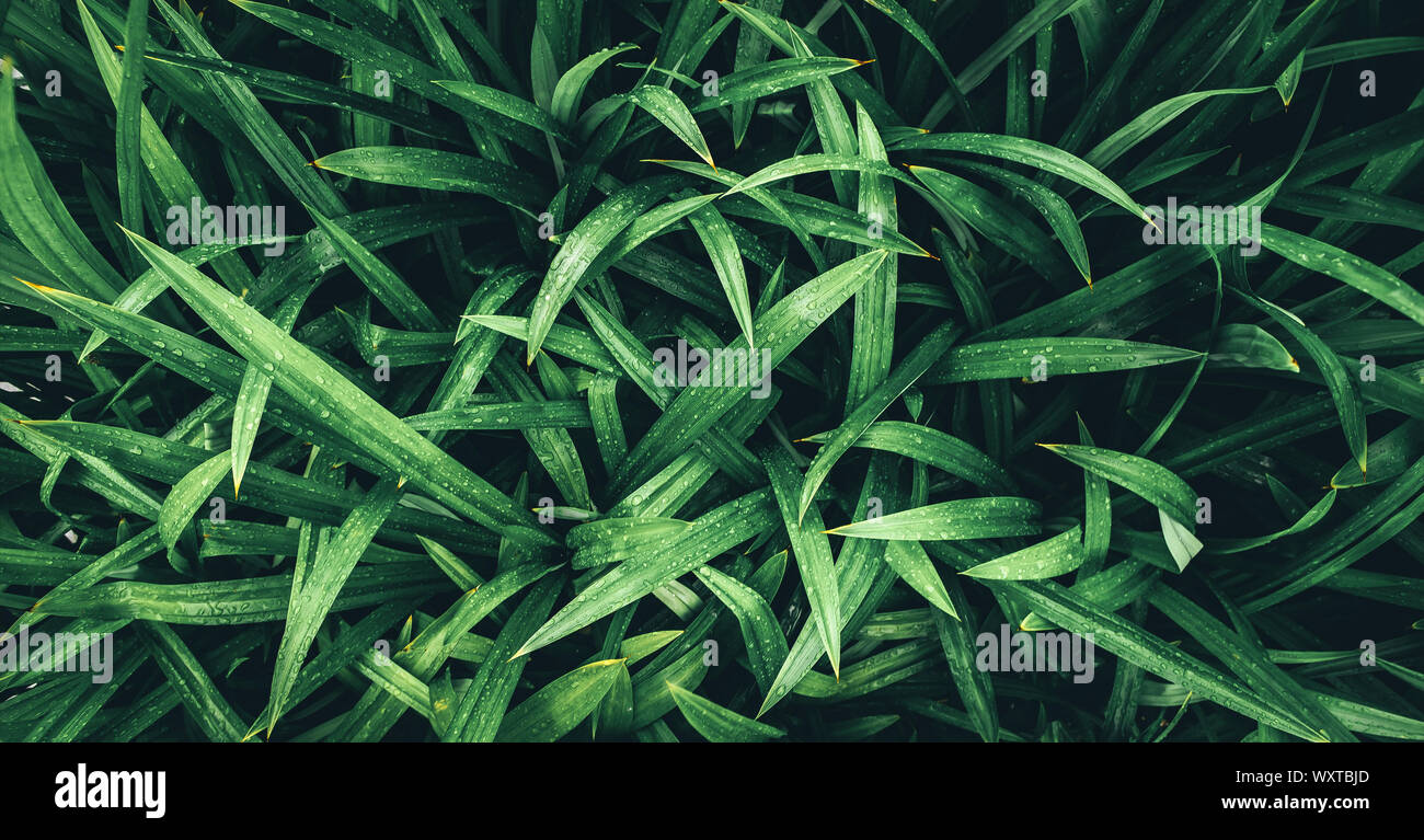 Tropical green leaves, faded dark green filter effect. For background