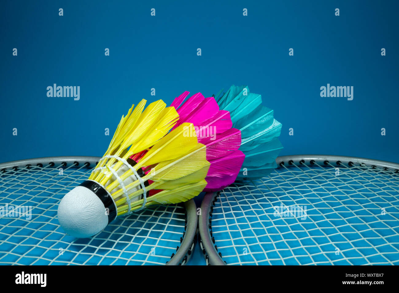 Colorful feathered shuttlecocks in blue, yellow and pink and badminton  rackets on blue background in a close up view Stock Photo - Alamy