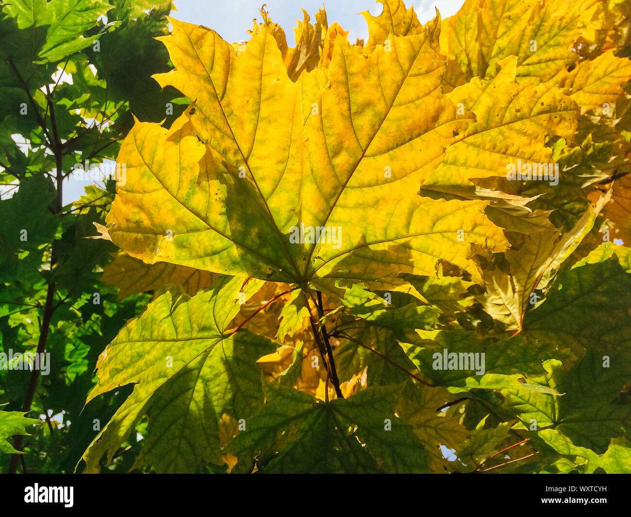 Green and yellow maple leaves on the maole tree Stock Photo - Alamy
