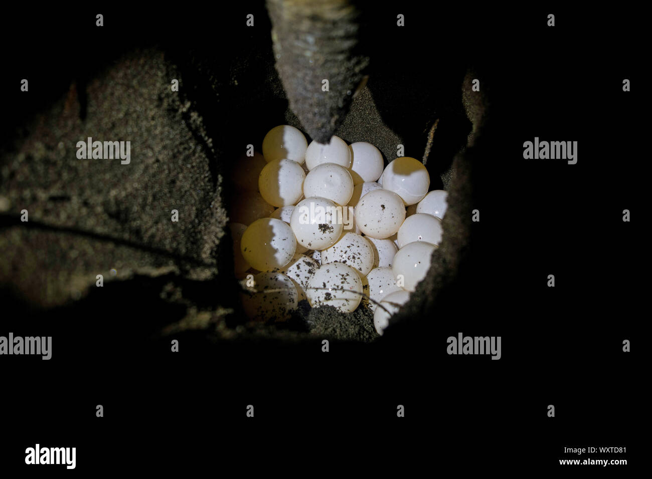 Female green turtle (Chelonia mydas) nesting at night in Tortuguero National Park, Costa Rica Stock Photo