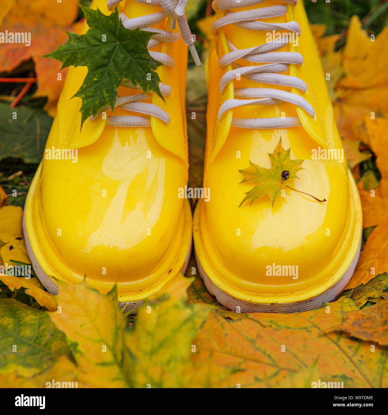 Yellow rubber boots and yellow maple leaves on a wet grass. Square ...