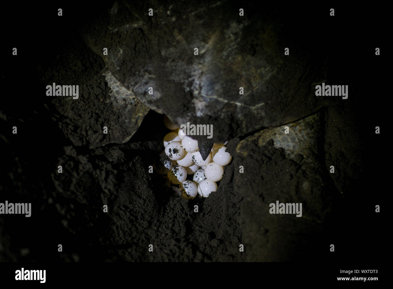 Female green turtle (Chelonia mydas) covering her nest at night in Tortuguero National Park, Costa Rica Stock Photo