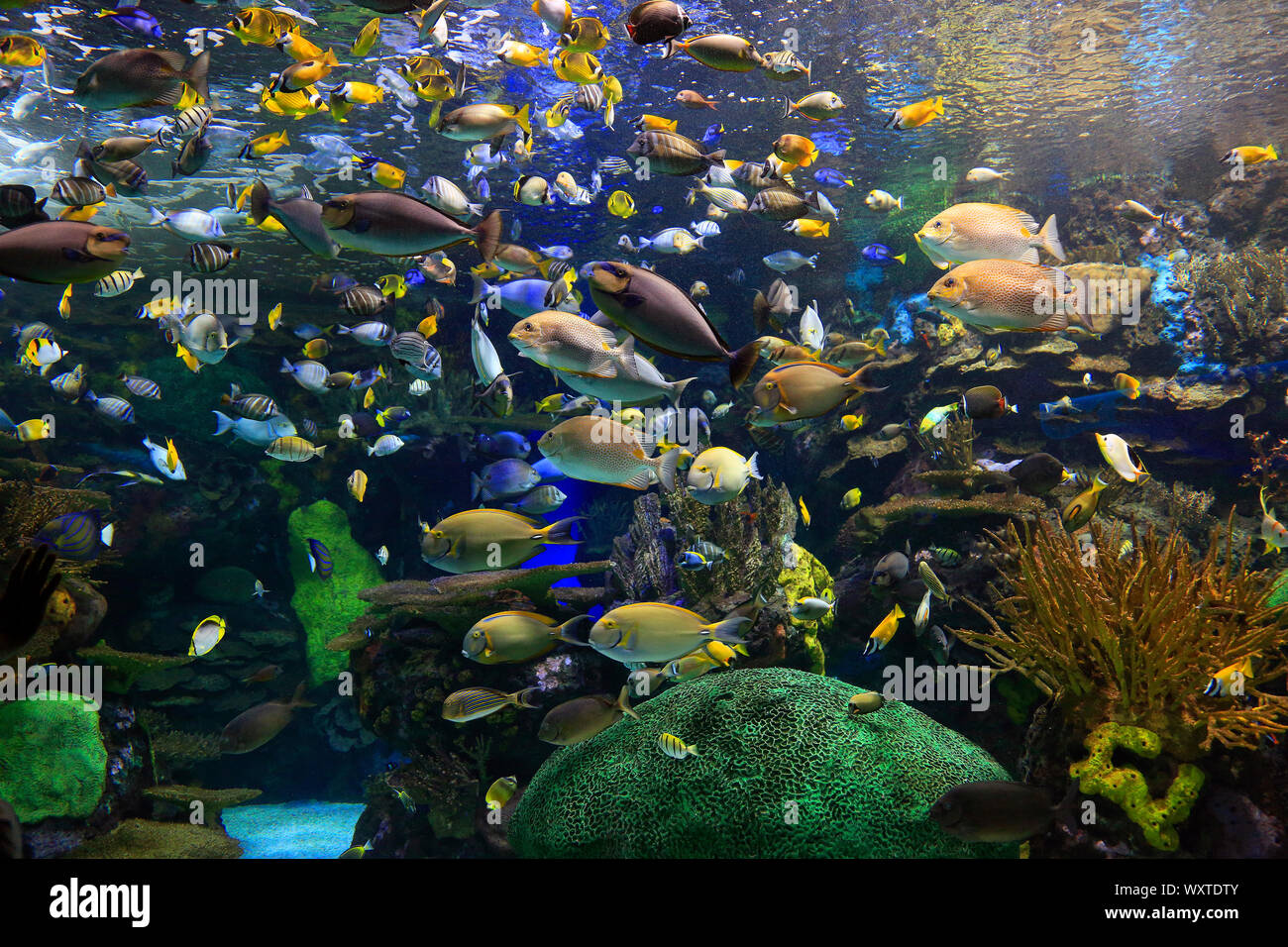 Coral Reef and colorful tropical fish swimming around Stock Photo
