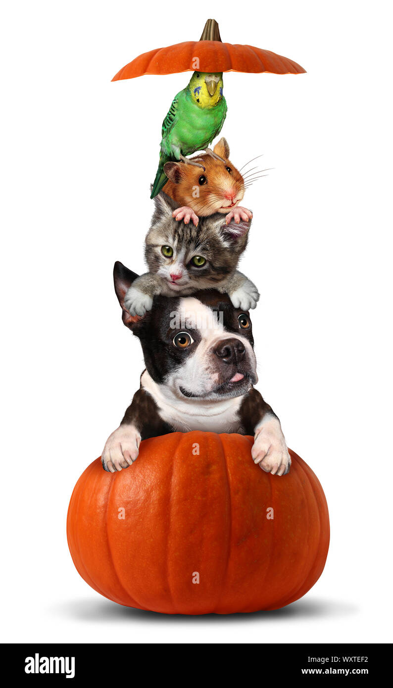 Halloween pets in a pumpkin as a vertical group of pets as a dog cat bird and hamster sitting on an orange gourd with 3D illustration elements. Stock Photo