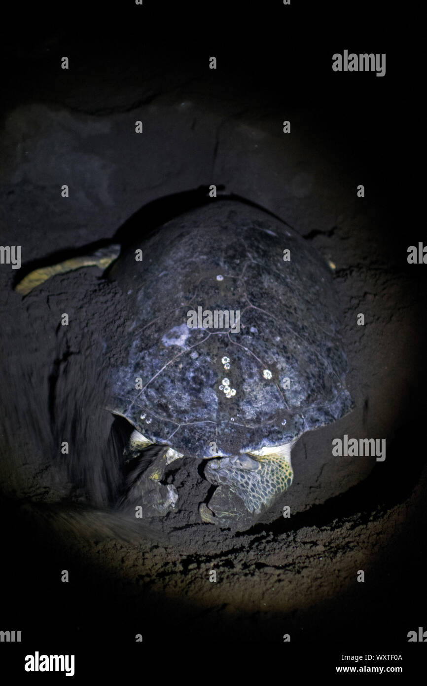 Turtle reproduction process hi-res stock photography and images - Alamy