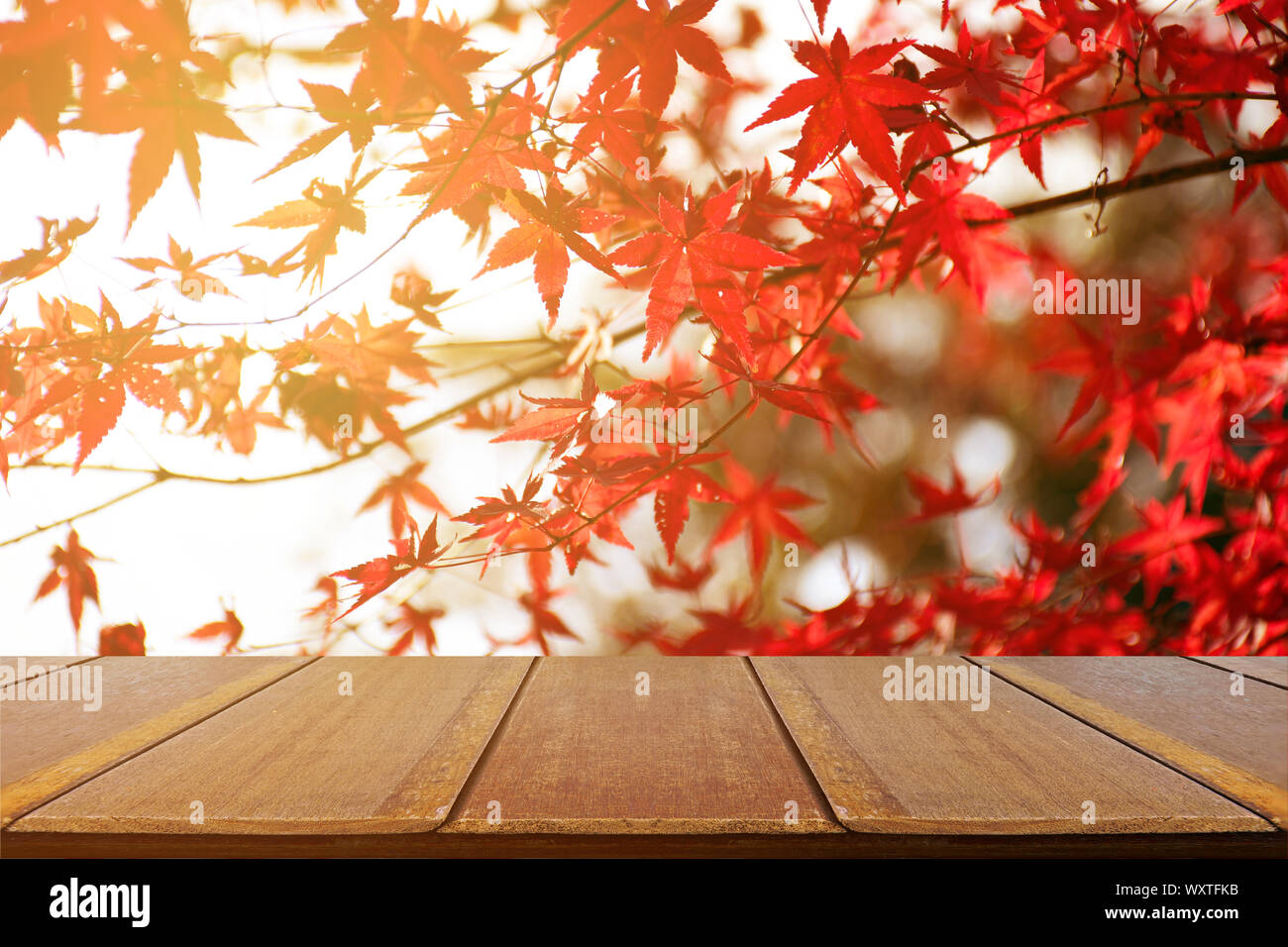 Picnic table with Japanese maple tree garden in autumn. Fully red Maple leaves in Autumn. Autumn background with warm evening light. Stock Photo