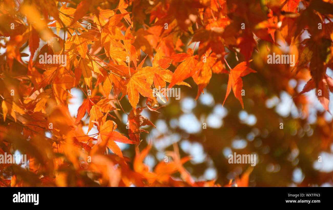 Maple Tree Garden in Autumn. Fully red Maple leaves in Autumn. Autumn background with warm ...