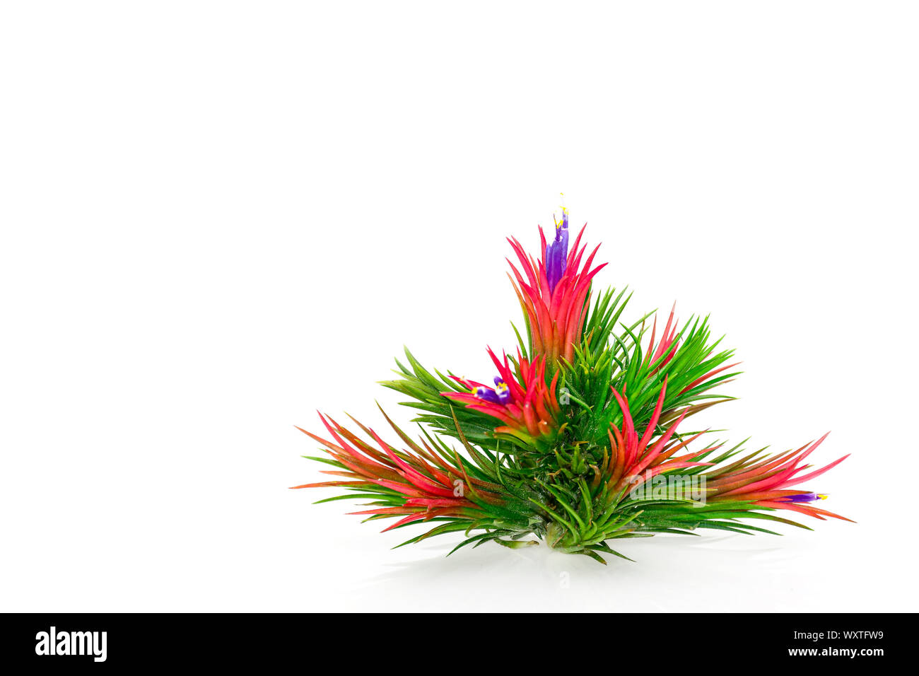 illandsia with flowers on white background. Stock Photo