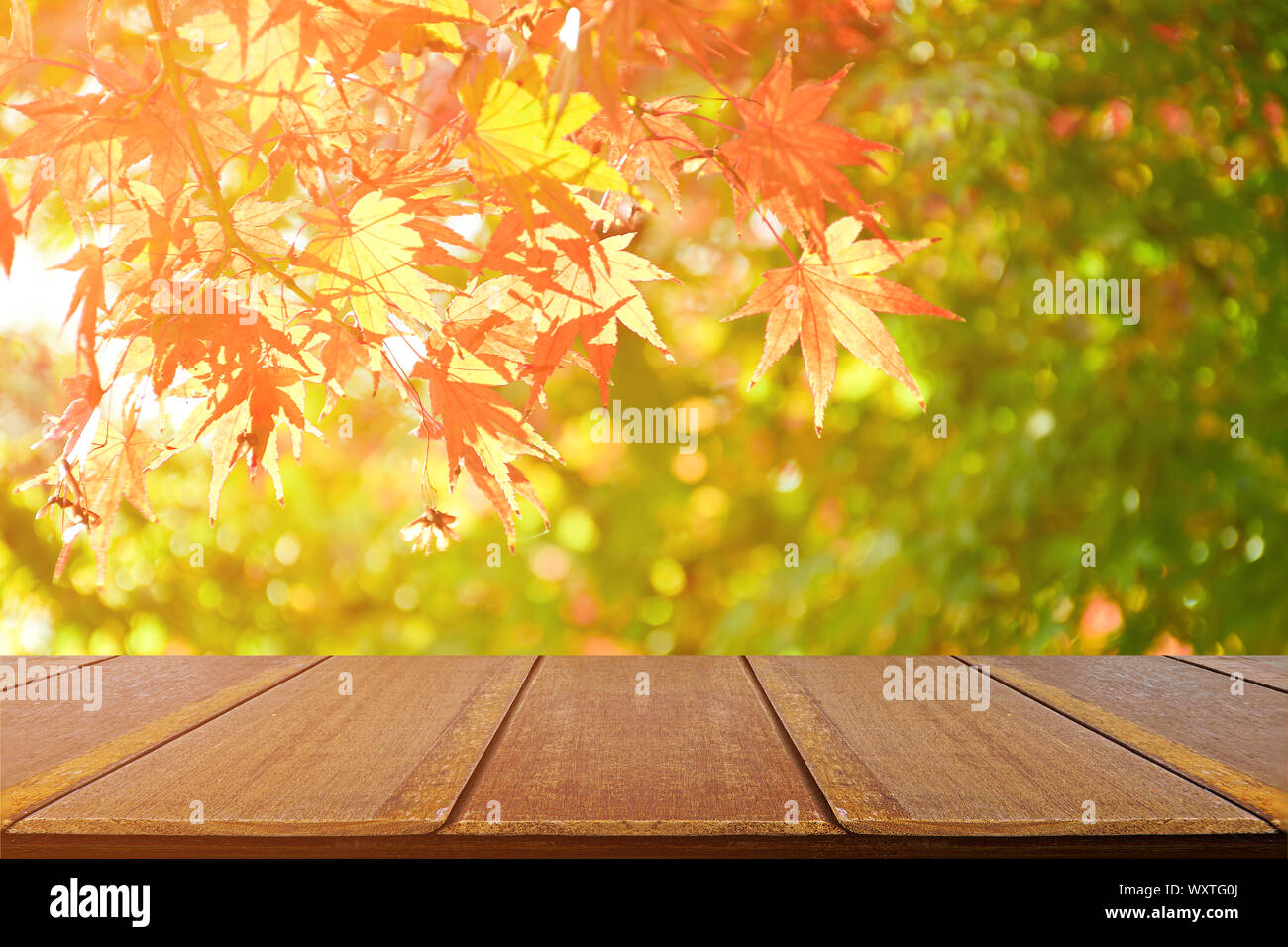 Perspective wood counter with Japanese maple tree garden in autumn. Wood shelf for product display. Stock Photo