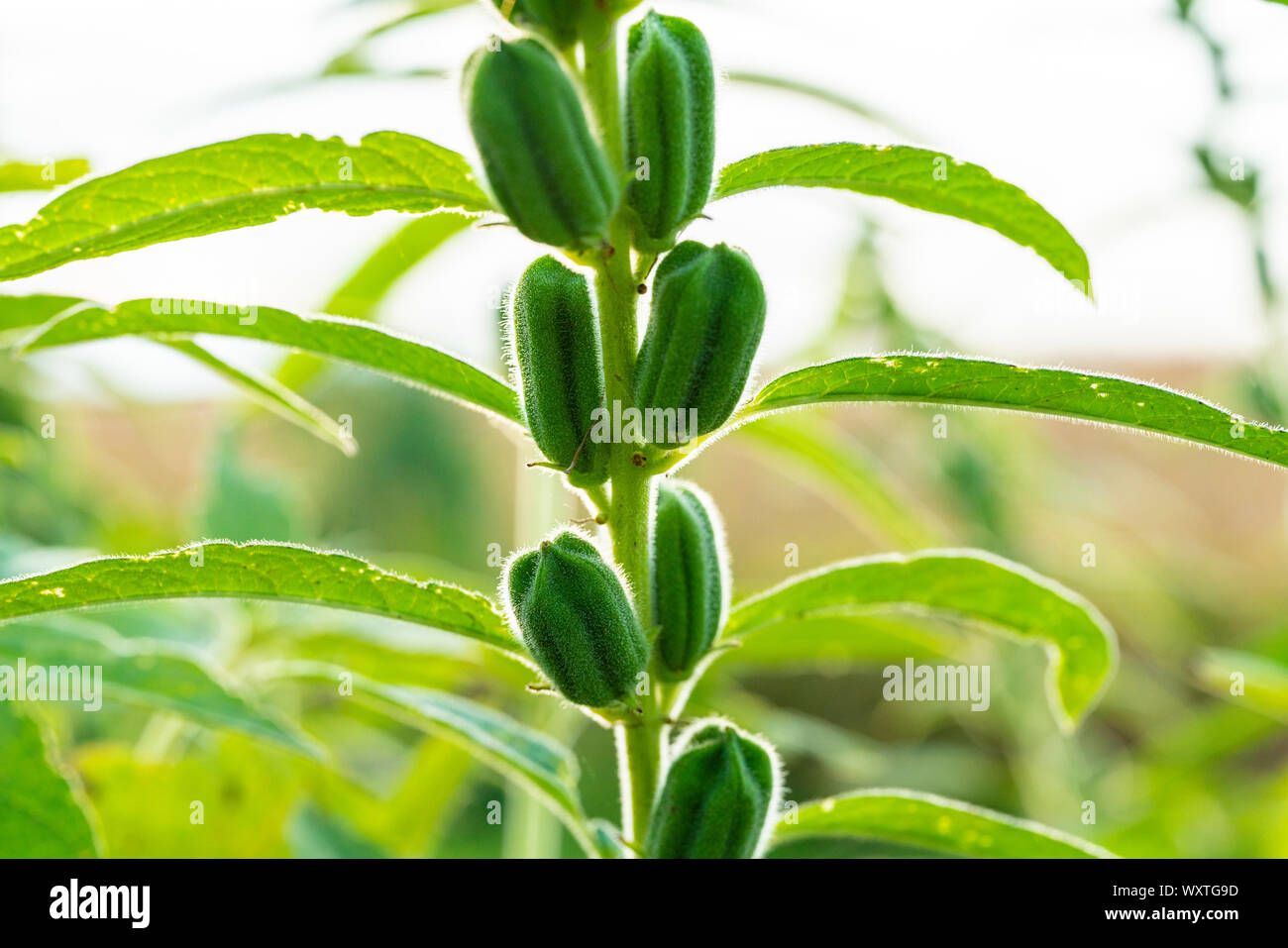 Sesame tree hires stock photography and images Alamy