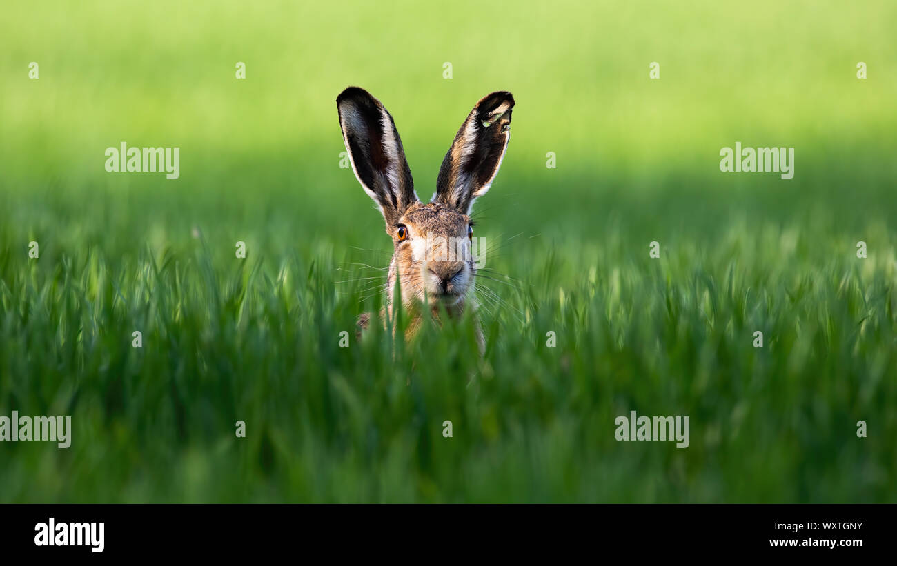 Wild brown hare looking with alerted ears on a green field in spring. Stock Photo