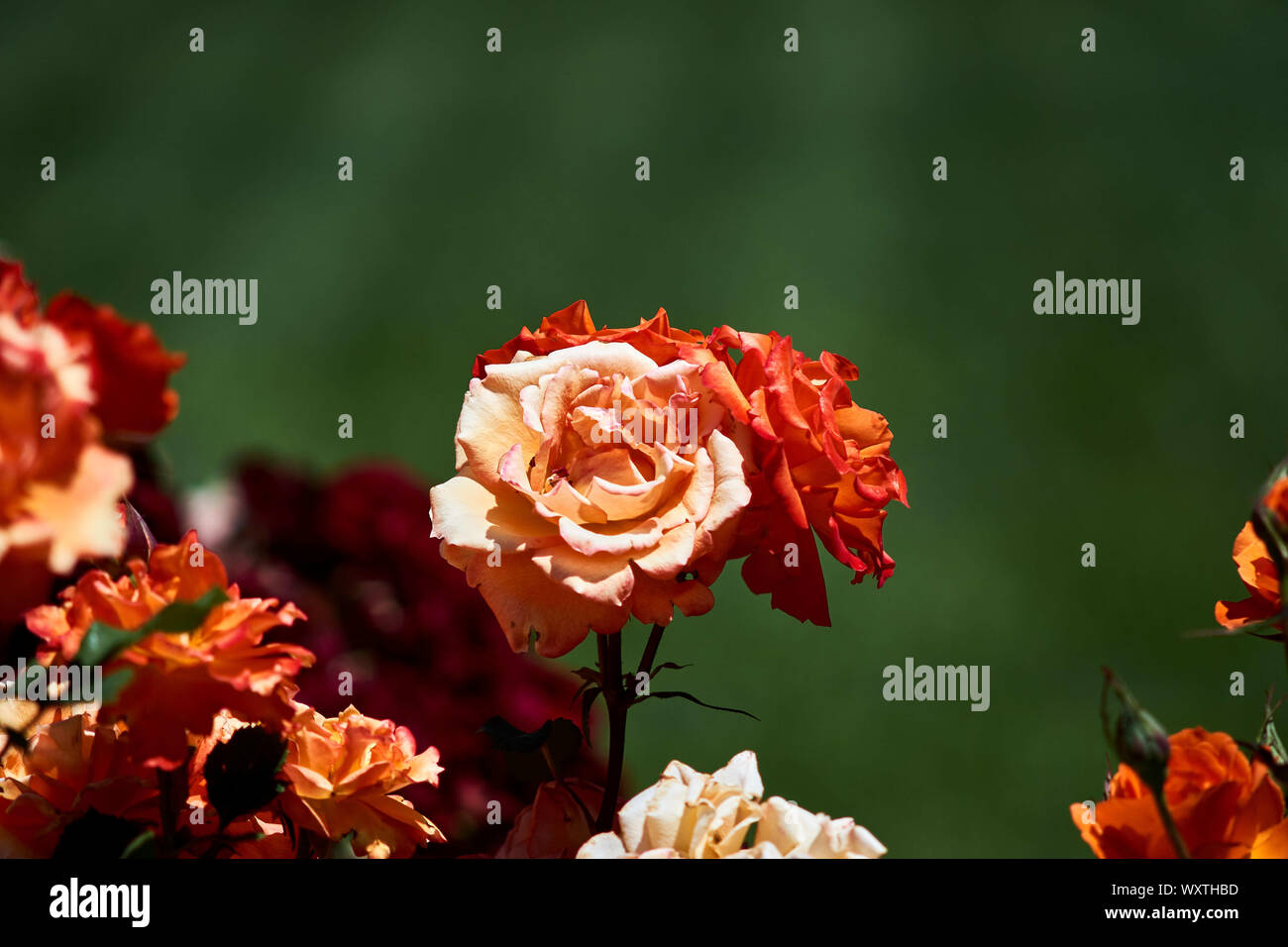 Closeup Photos of Orange Roses Stock Photo Alamy