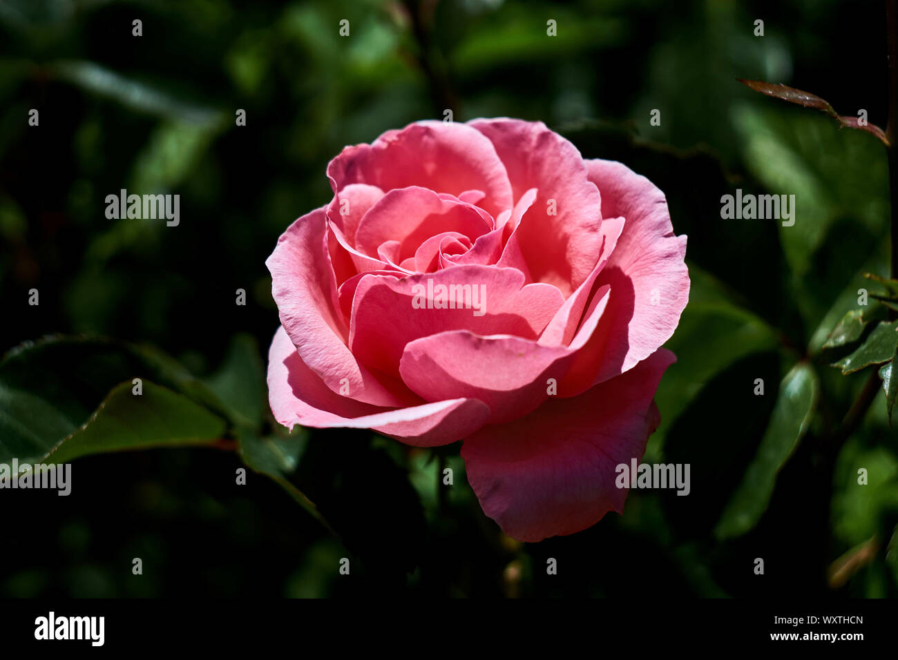 Pretty pink rose macro pictures! Stock Photo - Alamy