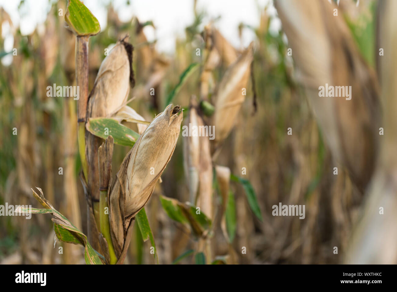 Corn in maize fields awaiting harvest in the dry season. Stock Photo