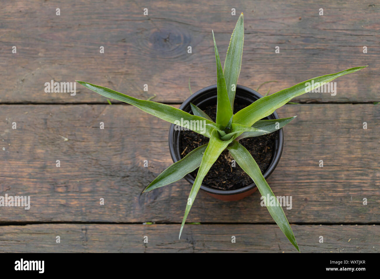 A pineapple plant in a pot on a wooden background. Stock Photo