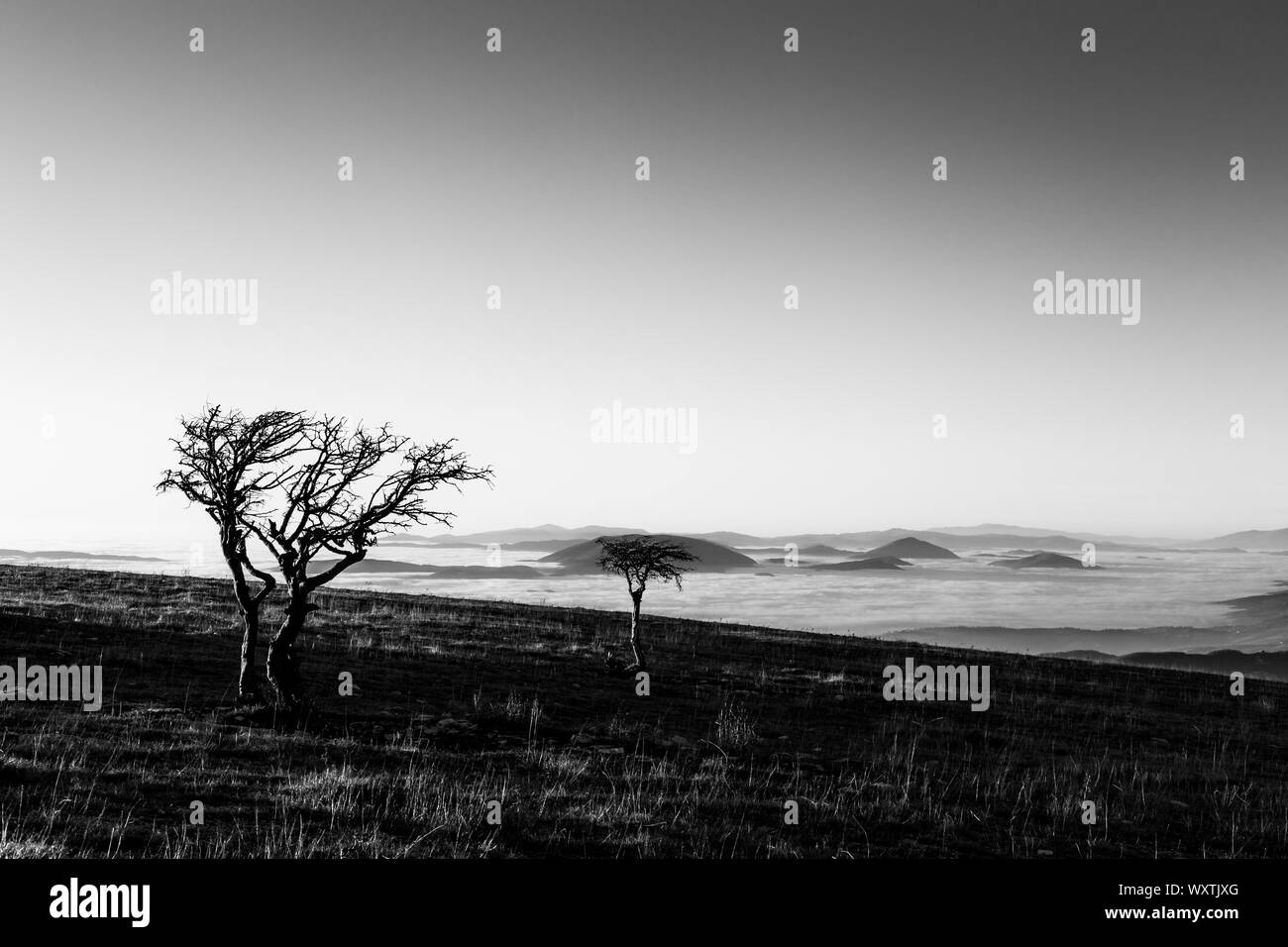 A couple of tree silhouettes above a sea of fog and mountains Stock Photo