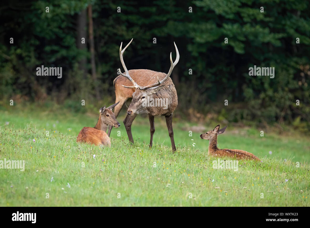 Group of red deer relaxing on a meadow in summer Stock Photo