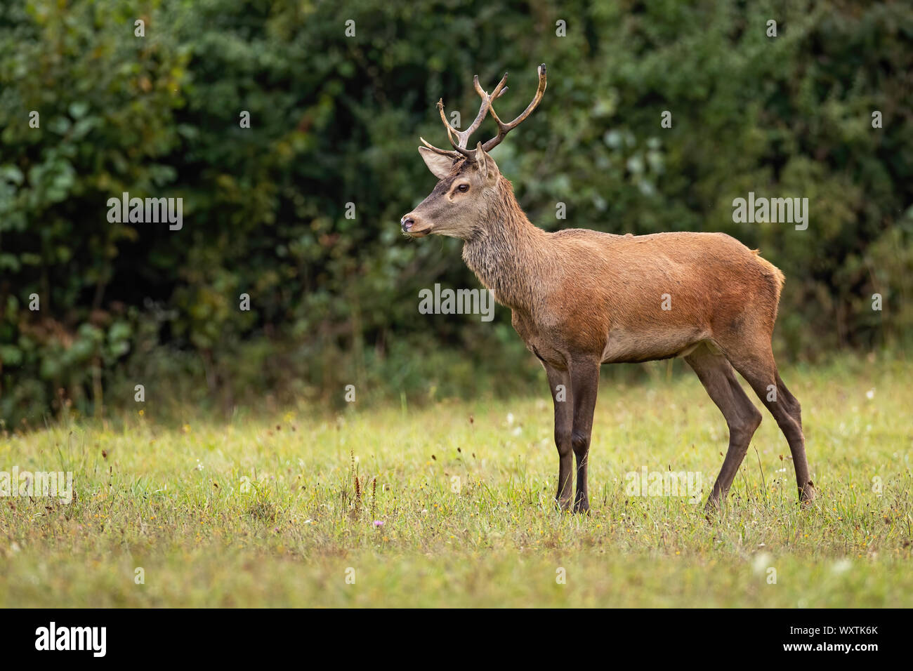 Red deer stag watching anxiously in the wilderness with copy space. Stock Photo