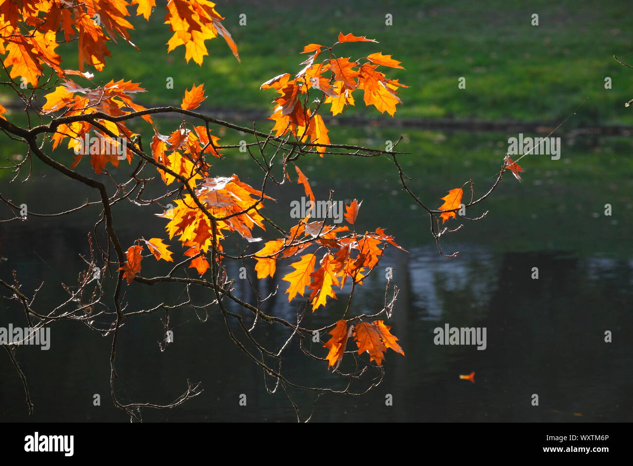 yellow discolored oak leaves on branches in backlight on a body of water, Germany, Europe Stock Photo