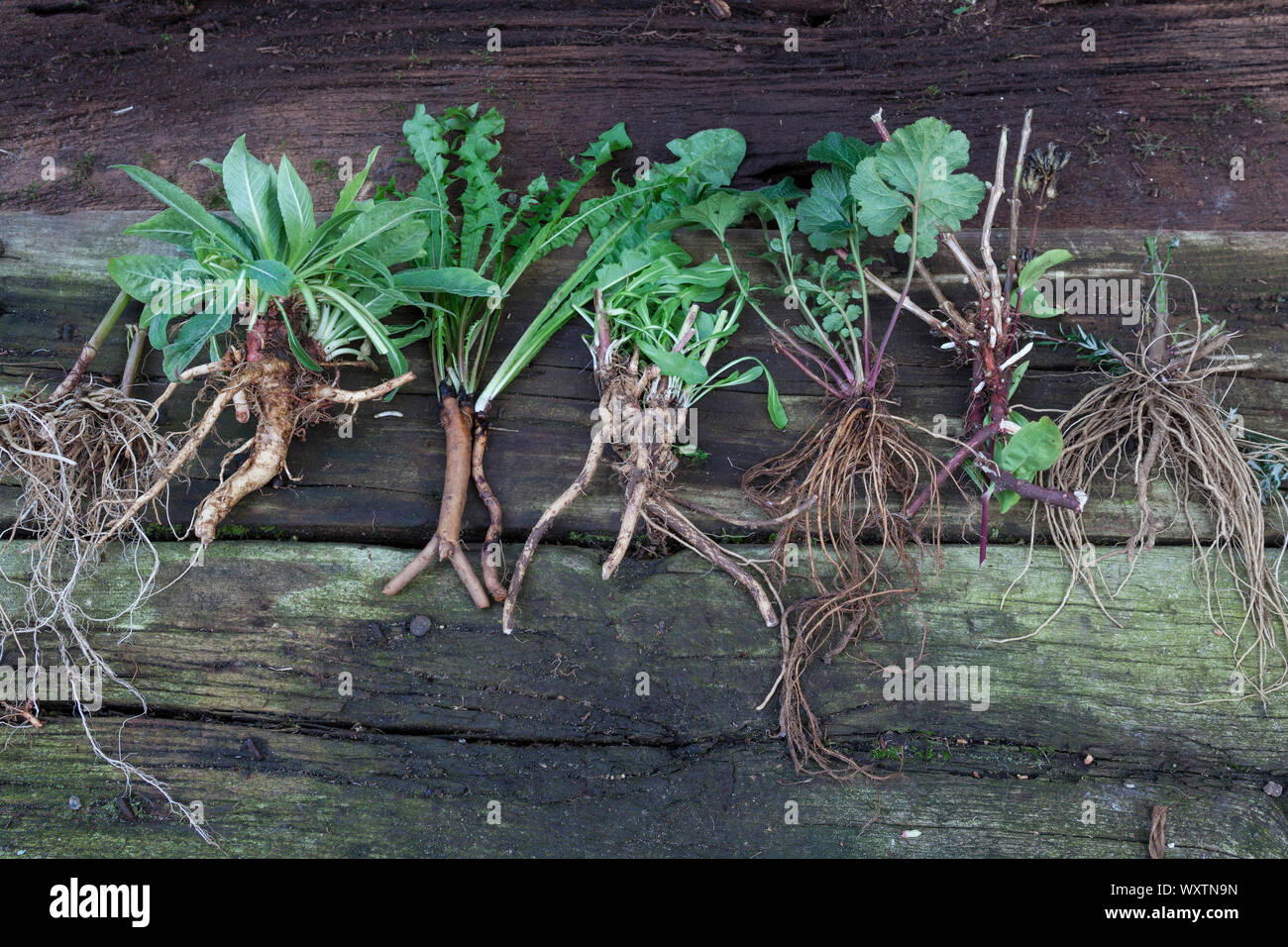 Wurzel-Ernte, Wurzelernte im Herbst, Wurzel, Wurzeln. Root, roots, root stock. Von links nach rechts: Wurzel-Ernte, Wurzelernte im Herbst, Wurzel, Wur Stock Photo