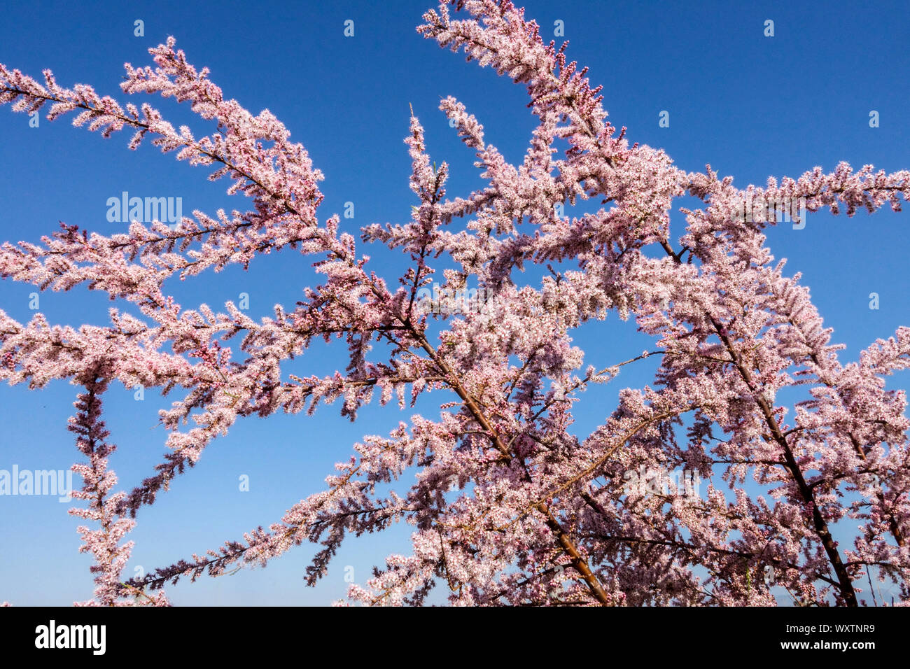 Tamarisk tree  pink flowers against blue sky Tamarix tetrandra, Tamarisk Stock Photo
