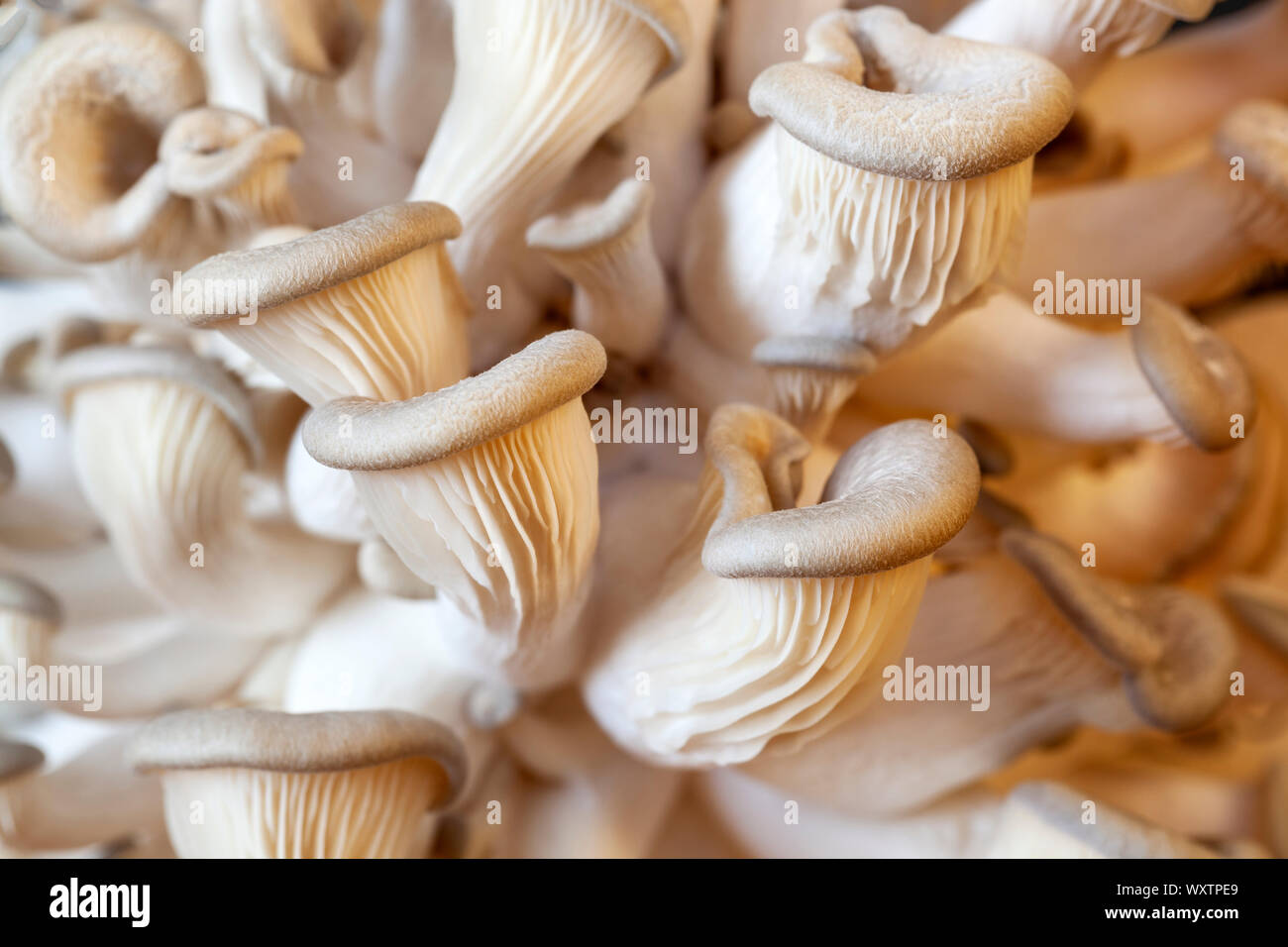 Young edible oyster mushrooms during breeding Stock Photo Alamy