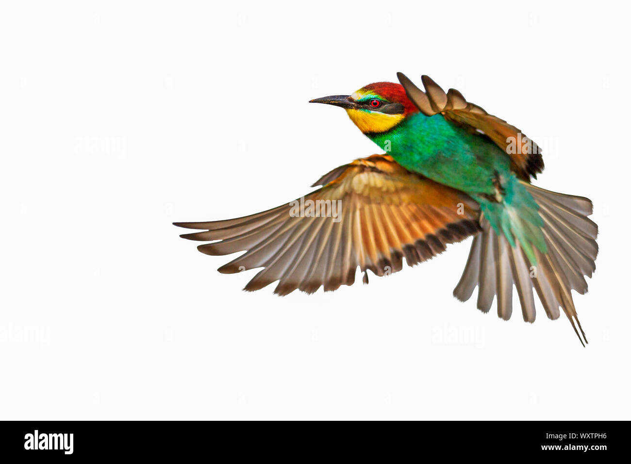 colorful bird in flight isolated on white background Stock Photo