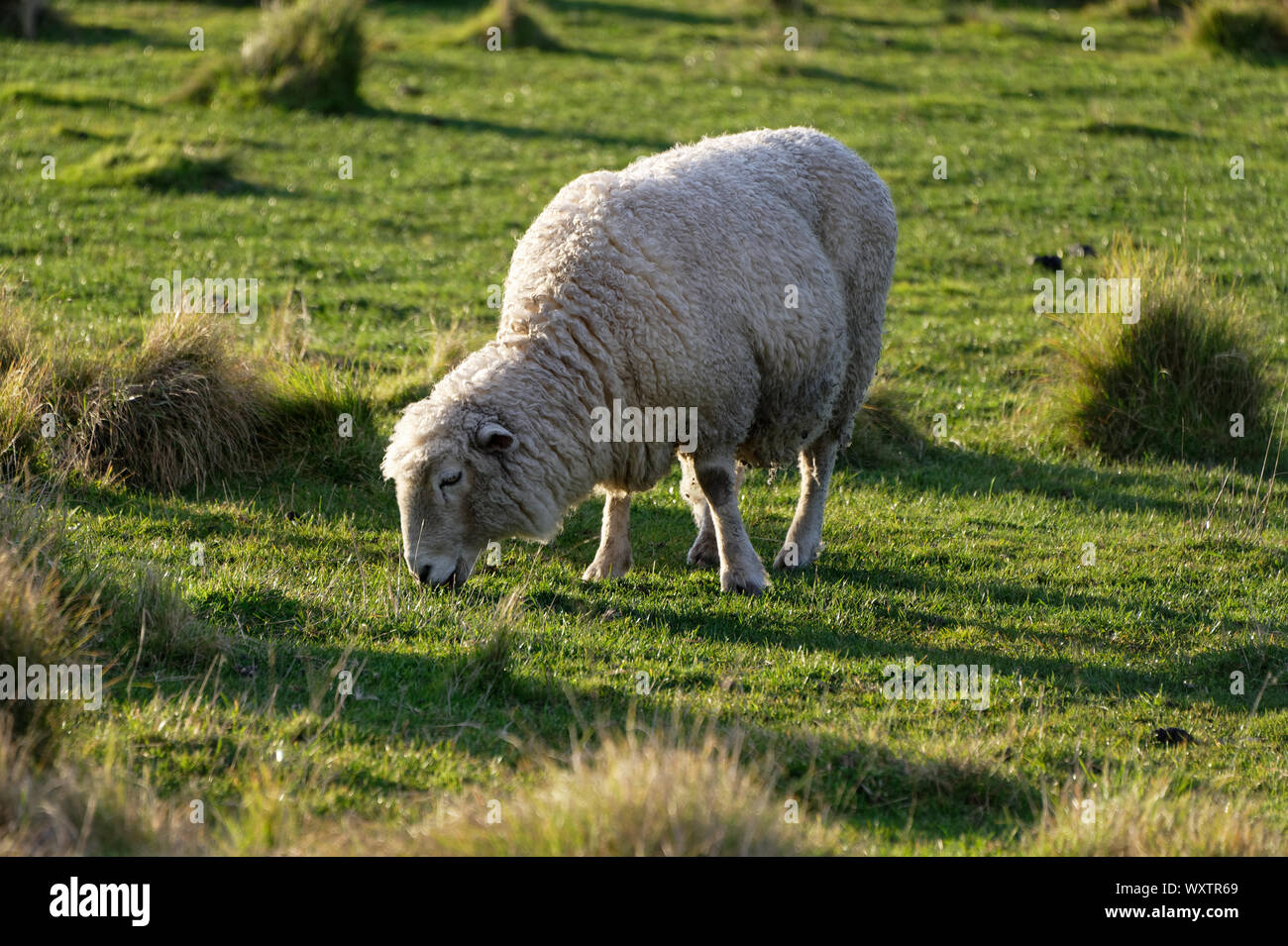 1 sheep grazing hi-res stock photography and images - Alamy