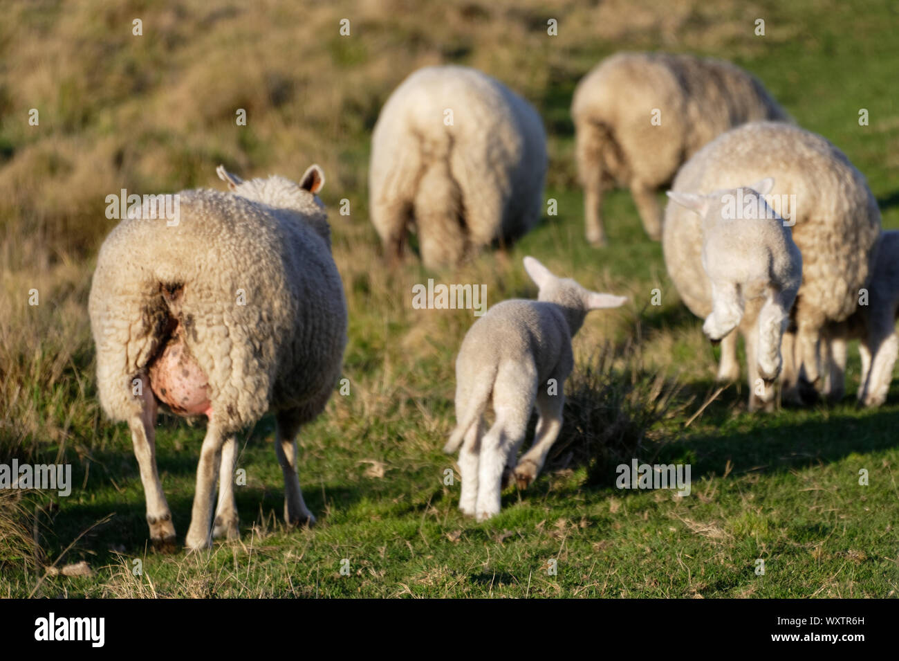 Lambs jumping as the flock moves away in the paddock Stock Photo