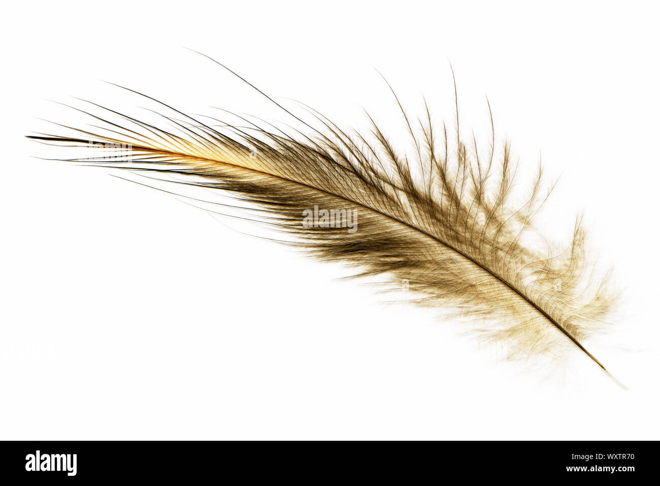Brown Feathers As A Background Stock Photo, Picture and Royalty Free Image.  Image 33791617.