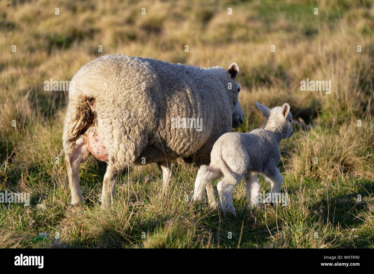 Side by side mother and lamb Stock Photo