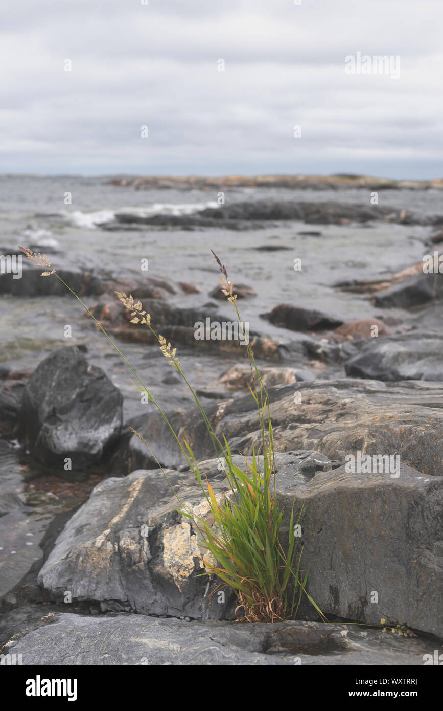 Landscape view of sea, grass, and wild flowers in Finnish island. Stock Photo