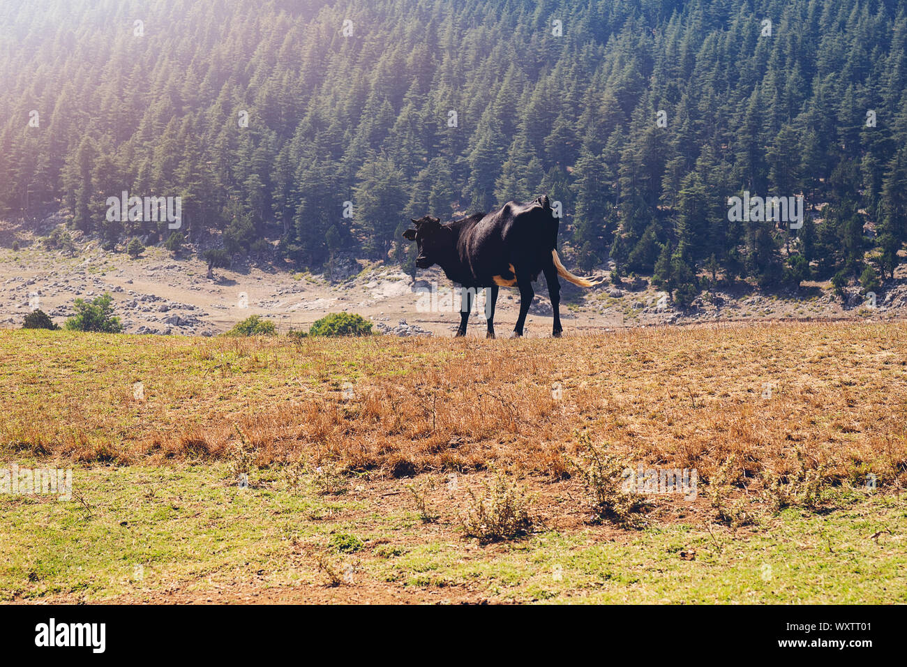 cow grazing in a pasture near the forest Stock Photo - Alamy