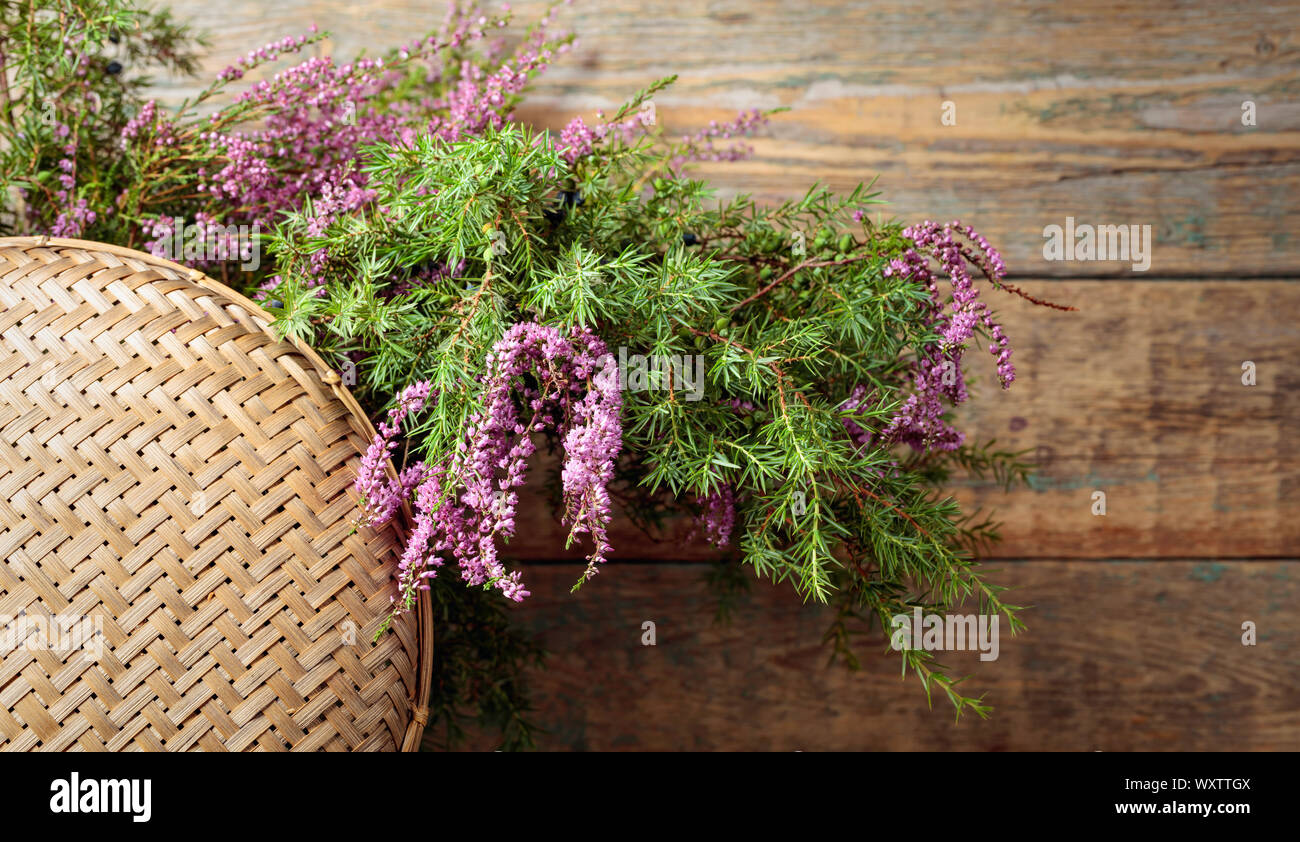 Blooming heather and juniper branch with berries on a old wooden background. Concept nordic ecological background. Copy space. Stock Photo