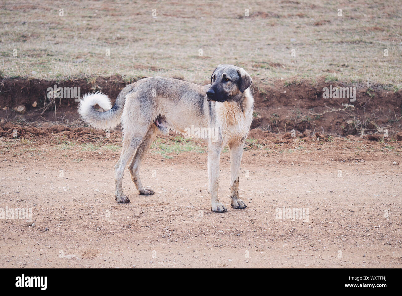Sivas Turkey Kangal Sheepdog On The Road Stock Photo