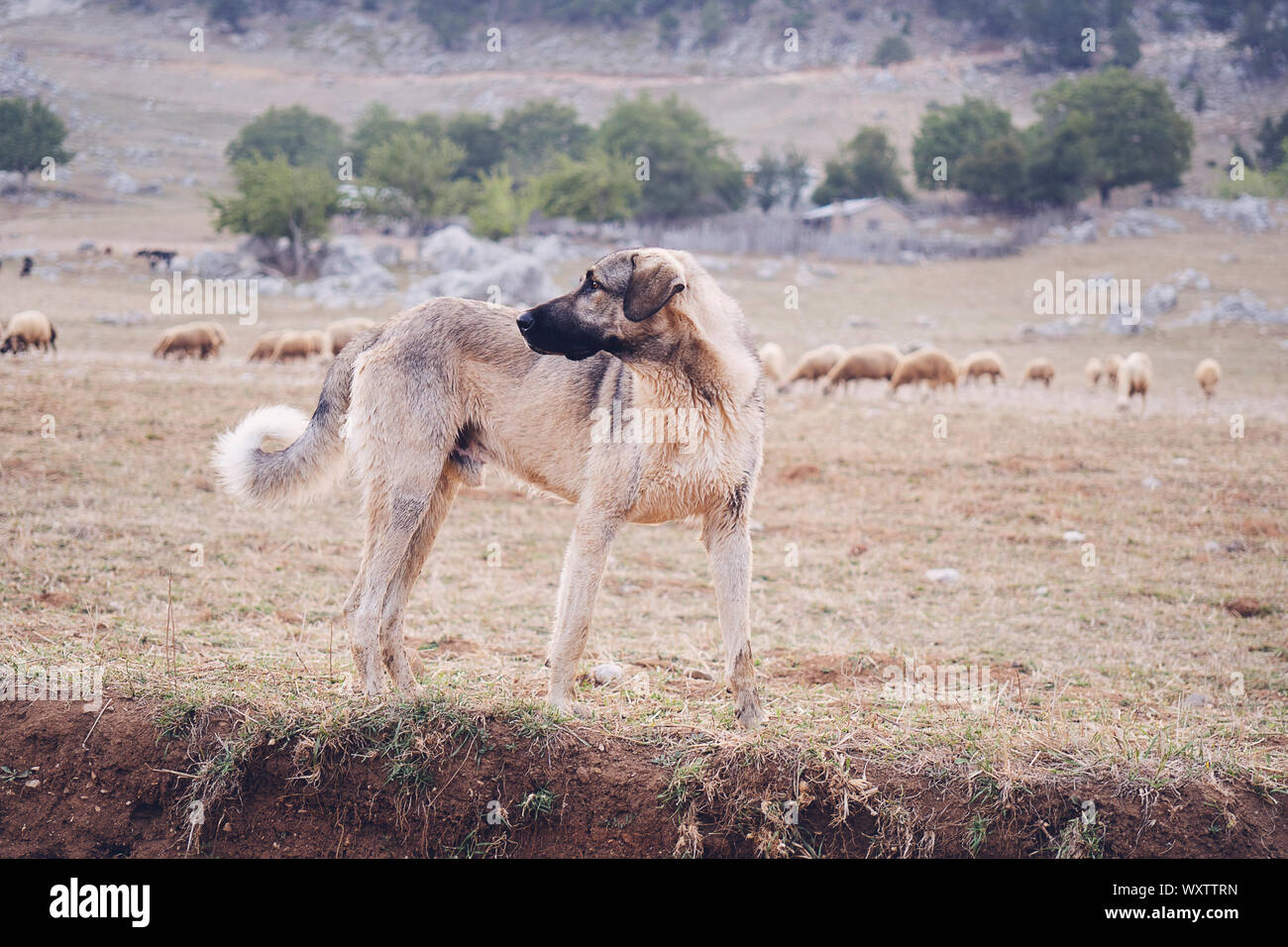 Anatolian sheepdog kangal posing against green natural background Stock Photo