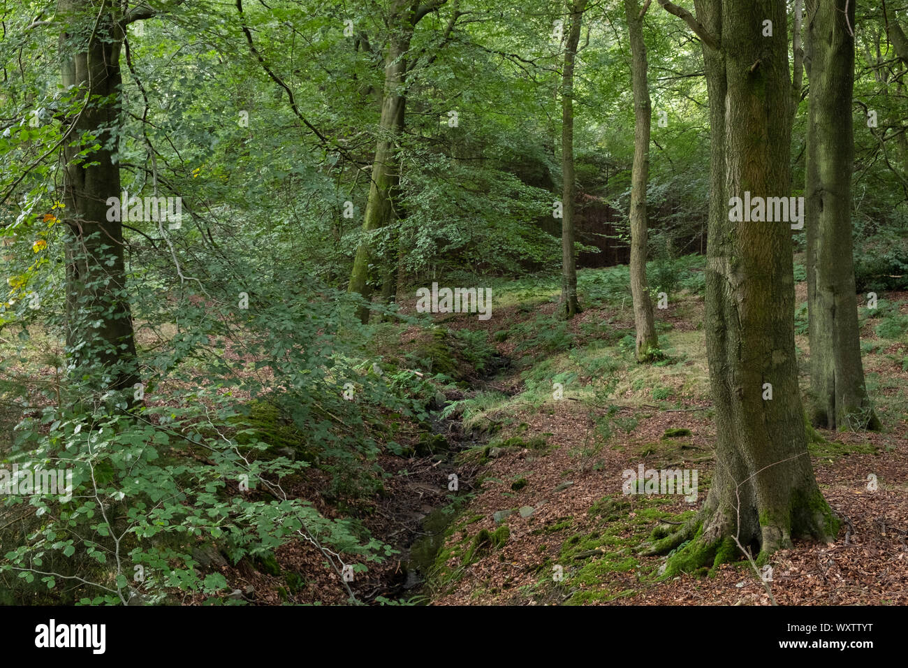 A channel runs between deciduous trees in a shaded, verdant woodland in the Washburn Valley on a summer day in Yorkshire Stock Photo