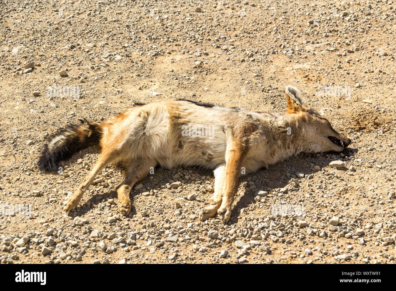 Dead animal desert hi-res stock photography and images - Alamy