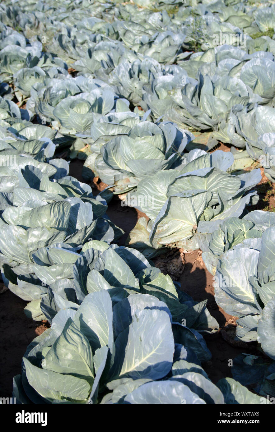 Organic cabbage production, cultivated field Stock Photo Alamy