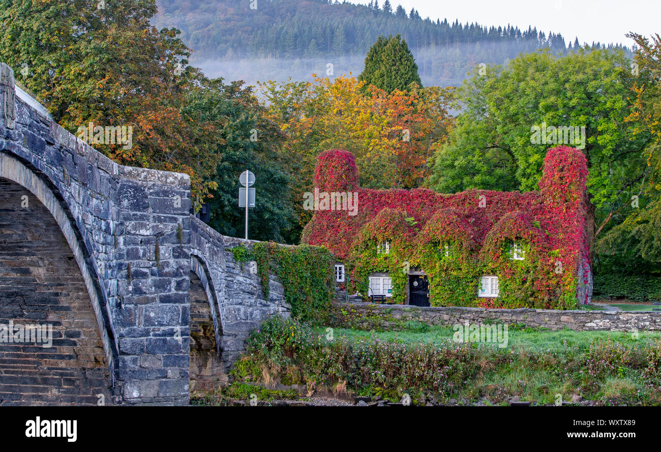 The Virginia creeper covering the Tu Hwnt l'r Bont Tearoom on the banks of the River Conwy in Llanrwst, north Wales, begins to change colour as autumn sets in. Stock Photo