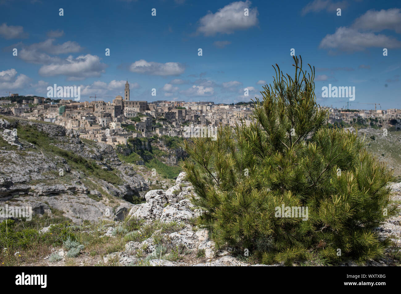 Basilicata italy roberto nistri tree trees horizontal hi-res stock ...