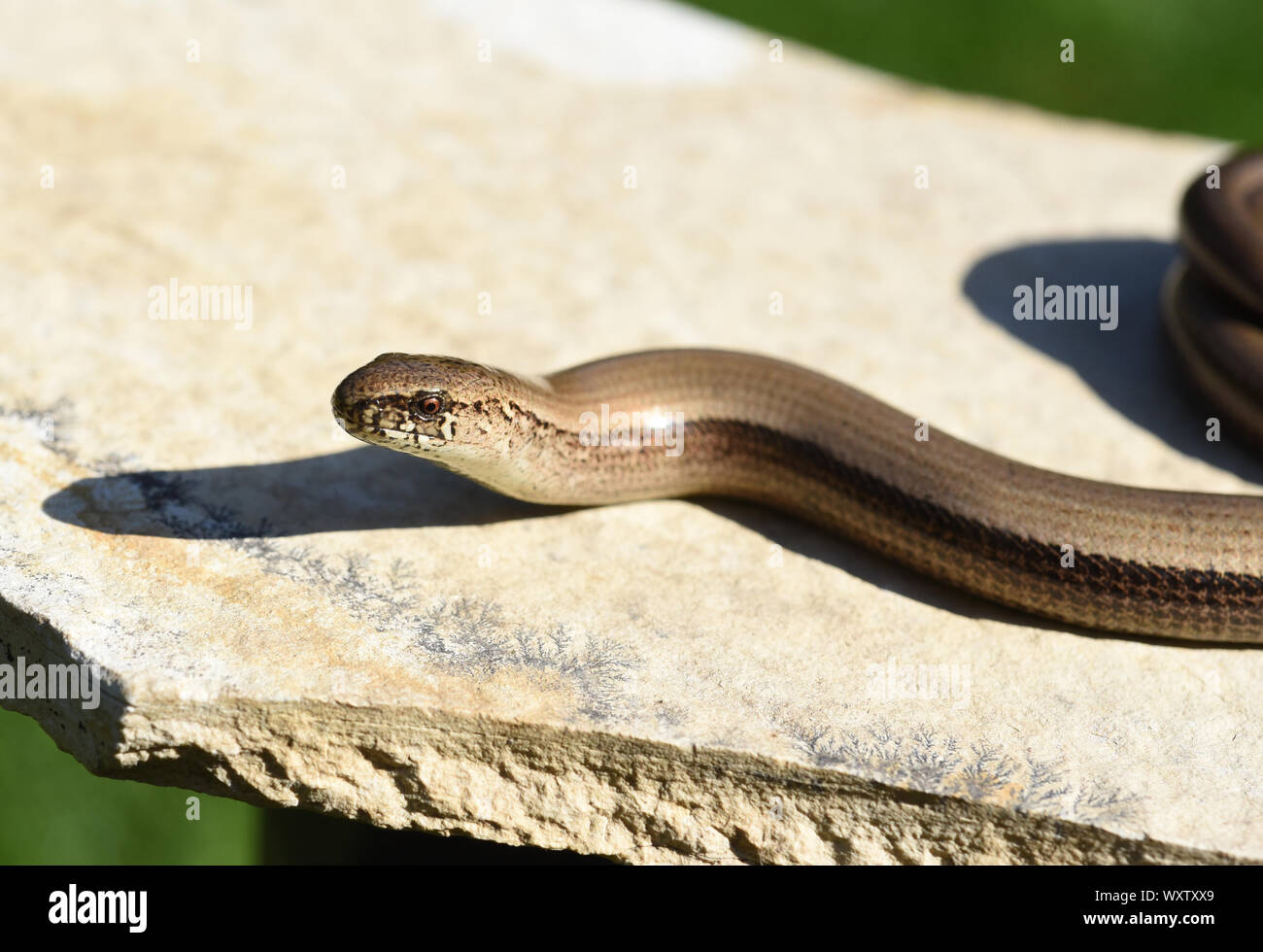 Die Blindschleiche Anguis fragilis ist eine Echse, hat keine Beine und gehoert zu den Reptilien. The slowworm Anguis fragilis is a lizard, has no legs Stock Photo