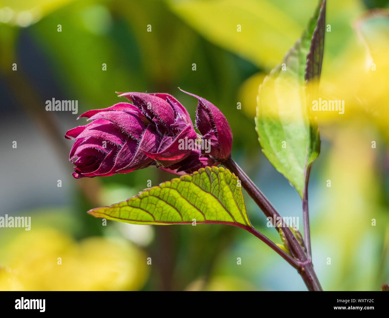 Dark red maroon purple Salvia Flower with two green leaves with red veins in the garden against a blurred green blue and yellow background colour Stock Photo