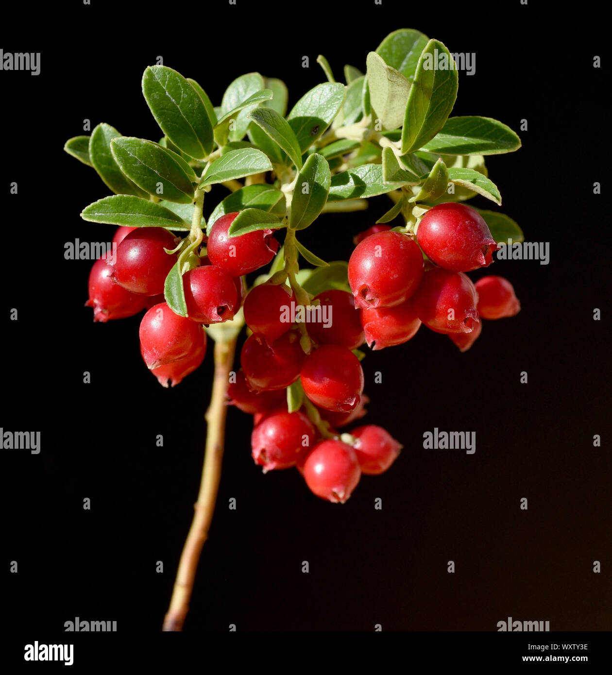 Cranberry, Vaccinium macrocarpon, auch Moosbeere oder Amerikanische Preiselbeere genannt, ist eine Heilpflanze mit roten Beeren und wird auch in der M Stock Photo