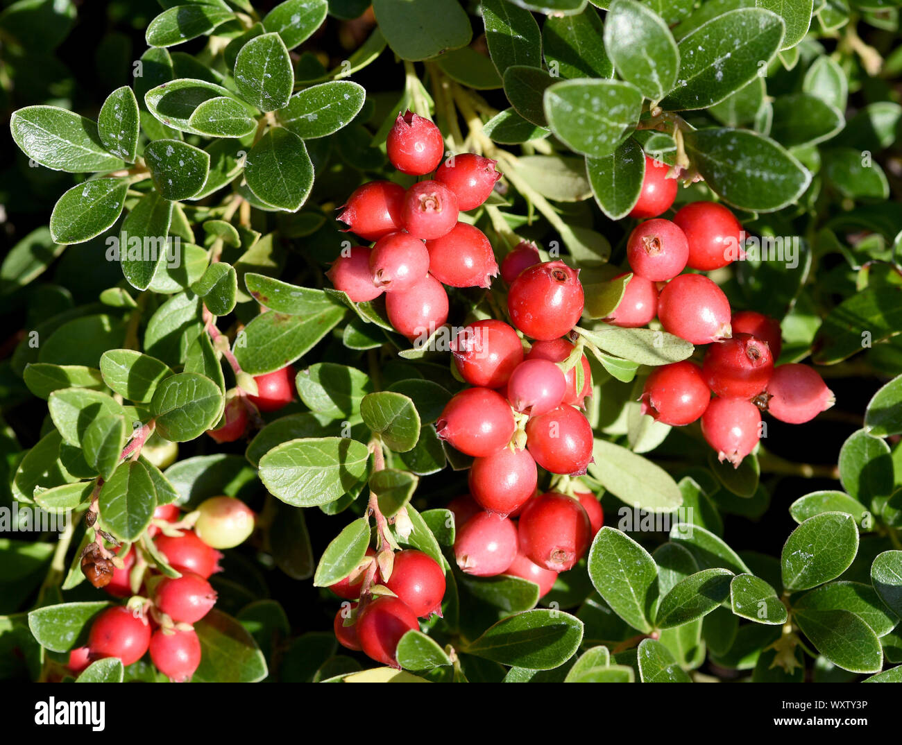 Cranberry, Vaccinium macrocarpon, auch Moosbeere oder Amerikanische Preiselbeere genannt, ist eine Heilpflanze mit roten Beeren und wird auch in der M Stock Photo